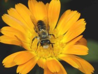 Native bee [Leioproctus fulvescens]
