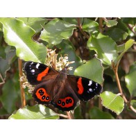 Red admiral