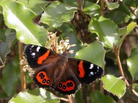 Red admiral