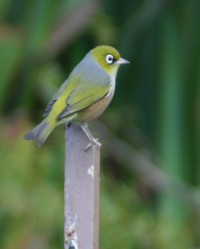 Silvereye 