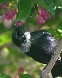 Tūī 