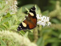 Yellow admiral Yellow admiral