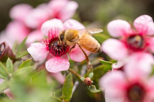 Honey bee on Martinii, a cultivar of mānukā [Leptospermum scoparium]