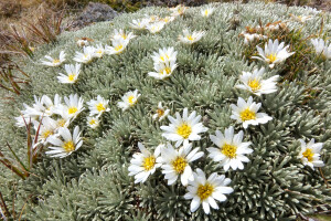  Celmisia sessiliflora. Image: John Barkla