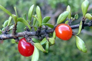 [Coprosma dumosa] 