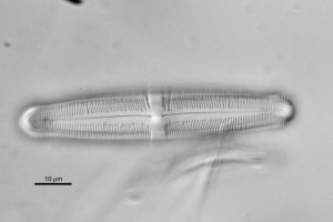 [Caloneis clevei] var. [carteriana]