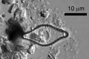 [Dimeregramma maculatum] fo. [mercuryensis]. Image: Cathy Kilroy (NIWA)