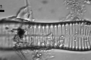 [Surirella rattrayi] f. [acuminata]. Image: Cathy Kilroy (NIWA)