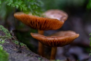 180510 fungal foray 7902