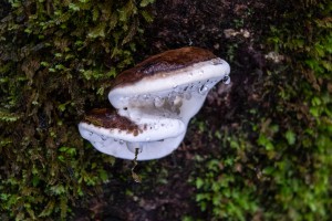 180510 fungal foray 7913