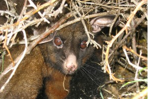 Brushtail possum