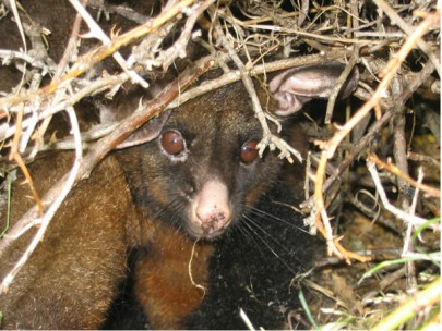 Brushtail possum [Trichosurus vulpecula]