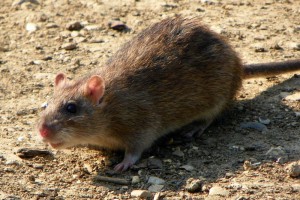 Norway rat [Rattus norvegicus]. Image: AnemoneProjectors [CC BY-SA 2.0], via Wikimedia Commons