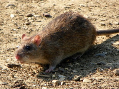 Norway rat [Rattus norvegicus]. Image: AnemoneProjectors [CC BY-SA 2.0], via Wikimedia Commons
