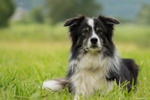 Border collie. Image: Pixabay | CCO