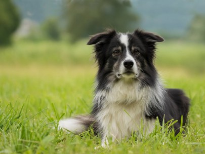 Border collie. Image: Pixabay | CC0