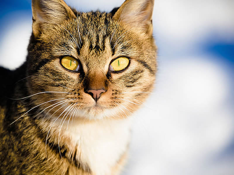 Cat (study skin) » Manaaki Whenua