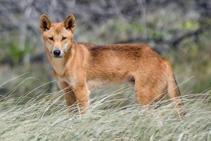 Dingo. Image: © By Newretreads ( CC BY-SA 4.0), via Wikimedia Commons