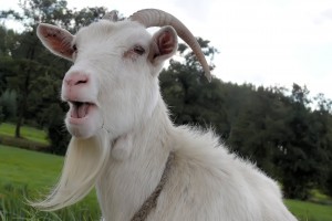 Goat. Image: © Nemodus photos. CC 2.0 generic