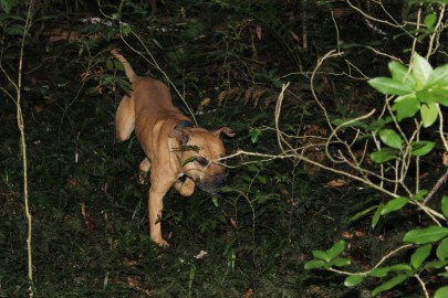 Pig dog. Image: © Department of Conservation