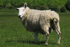 Border Leicester sheep. Image:  © Copyright Oast House Archive (CC BY-SA 2.0)