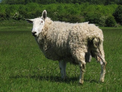 Sheep, Border Leicester Cross.