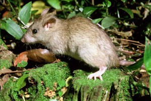 Ship rat. Image: © Department of Conservation