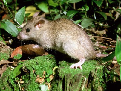 Ship rat. Image: © Department of Conservation