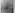 Ship rat. Guard hair scales, shield region: broad petal, smooth margins, distant separation (magnification 468x). Image: © Brunner H, Coman B. 1974. The Identification of Mammalian Hair. Inkata Press, Melbourne. Image