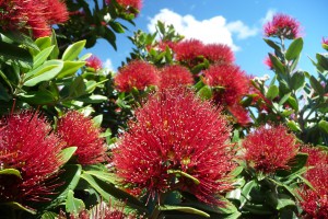 [Metrosideros excelsa] NZ Myrtaceae Key