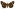 [Nyctemera annulata] (female). Erebidae: Arctiinae Image