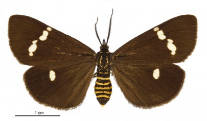 [Nyctemera annulata] (female). Erebidae: Arctiinae. Image: Birgit E. Rhode
