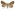 [Anomis involuta] (female). Erebidae: Scoliopteryginae. Irregular migrant to New Zealand. Image