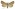 [Anomis involuta] (male). Erebidae: Scoliopteryginae. Irregular migrant to New Zealand. Image