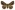 [Artigisa melanephele] (male). Erebidae: Scolecocampinae? Image