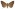 [Dasypodia cymatodes] (female). Erebidae: Erebinae Image