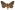[Dasypodia cymatodes] (male). Erebidae: Erebinae Image