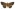 [Dasypodia selenophora] (female). Erebidae: Erebinae Image