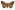 [Dasypodia selenophora] (male). Erebidae: Erebinae Image