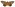 [Eudocima fullonia] (male). Erebidae: Calpinae. Irregular migrant to New Zealand.  Image