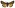 [Metacrias erichrysa] (male). Erebidae: Arctiinae Image