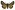 [Metacrias huttoni] (male). Erebidae: Arctiinae Image