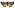 [Metacrias strategica] (female). Erebidae: Arctiinae Image