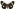 [Nyctemera amica] (male). Erebidae: Arctiinae Image