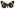 [Nyctemera amica x annulata] (female). Erebidae: Arctiinae Image