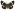 [Nyctemera amica x annulata] (male). Erebidae: Arctiinae Image