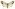 [Orgyia thyellina] (female). Erebidae: Lymantriinae. Introduced, eradicated. Image