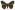 [Orgyia thyellina] (male). Erebidae: Lymantriinae. Introduced, eradicated.  Image