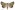 [Pantydia sparsa] (male). Erebidae: Erebinae Image