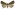 [Rhapsa scotosialis] (female). Erebidae: Hypeninae Image